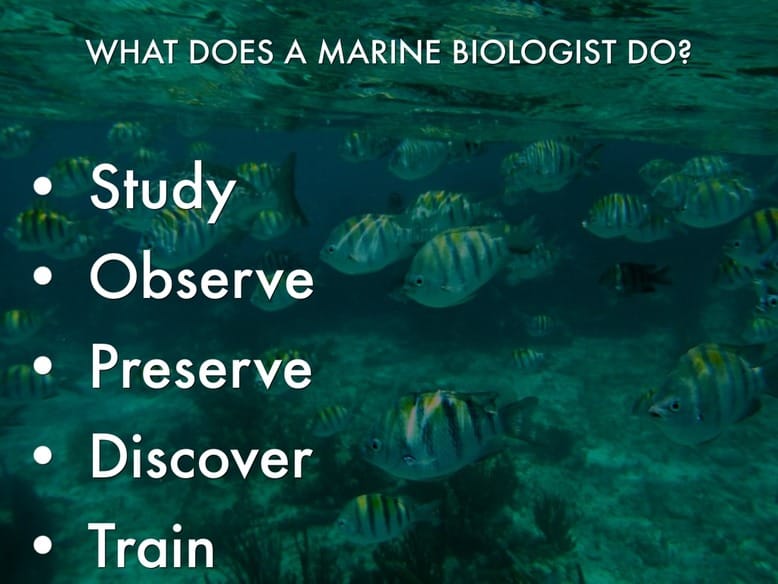 a marine biologist's journey - The intro to Marine Biology