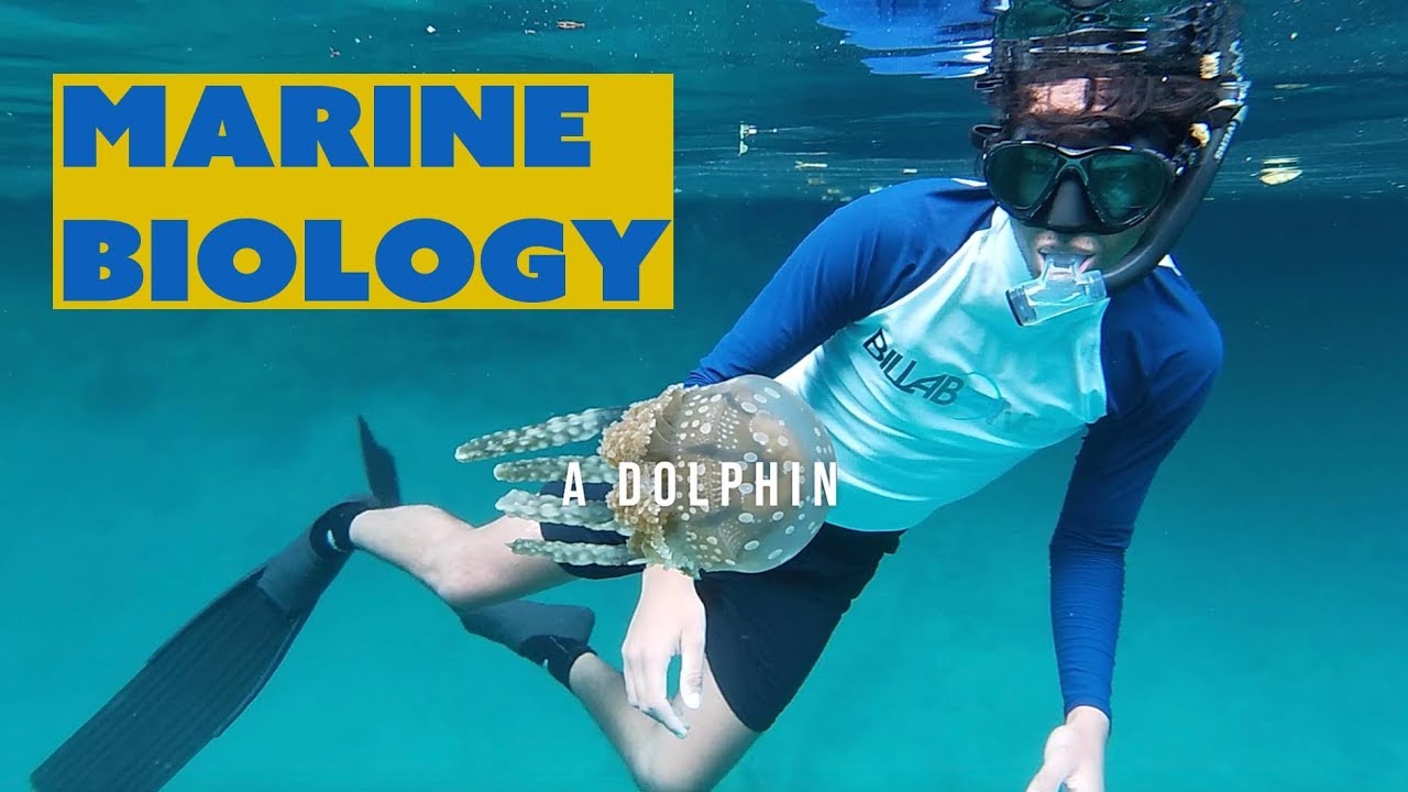 What it's like to study MARINE BIOLOGY - YouTube