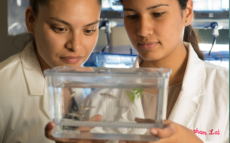 Program Options : Biology : College of Arts and Sciences : Barry