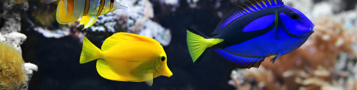 Hawaii Pacific University | Marine Biology