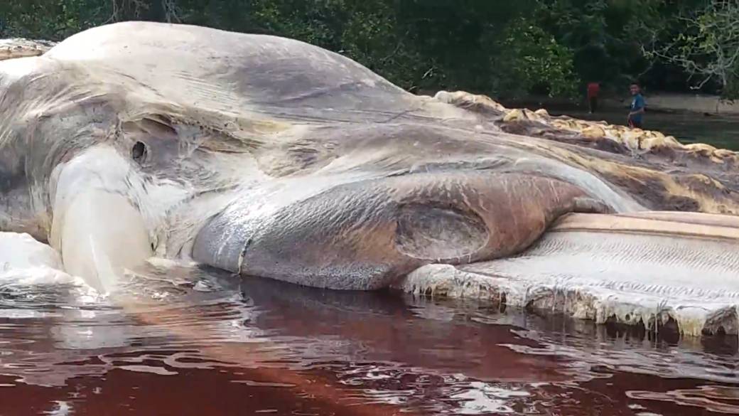 Mystery solved: ‘Sea creature’ in Indonesia revealed to be Baleen whale
