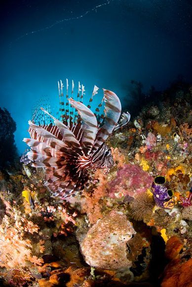 Your Indonesia Photos -- National Geographic | Lion fish, Ocean