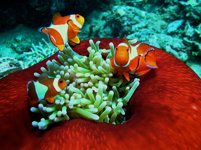 Bunaken Marine Park, Indonesia | Animal pictures, Beautiful nature, Sea