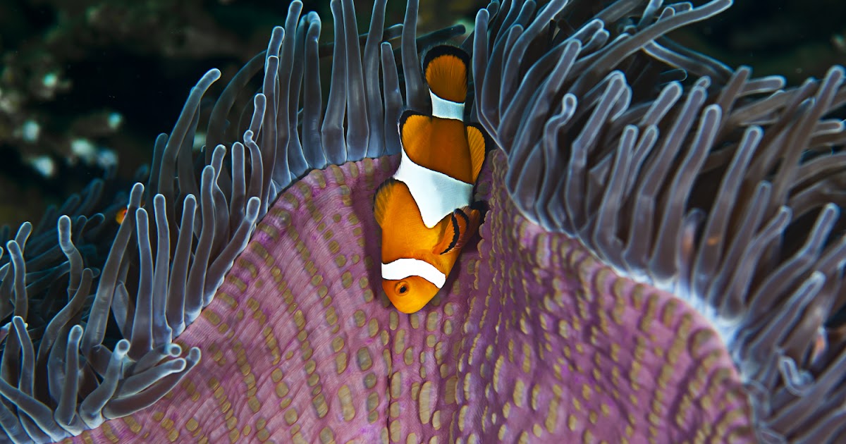 Bali Blog Weekly - Ubud - Bali - Indonesia: Sea Creatures of Bali