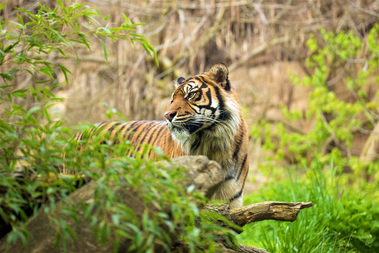 8 Best Places to See Wildlife in Indonesia | Authentic Indonesia Blog