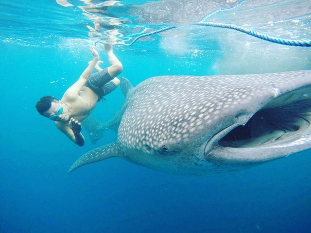 Wowww, Not Just Nemo, You Can Meet These Exotic Animals In The Sea Of