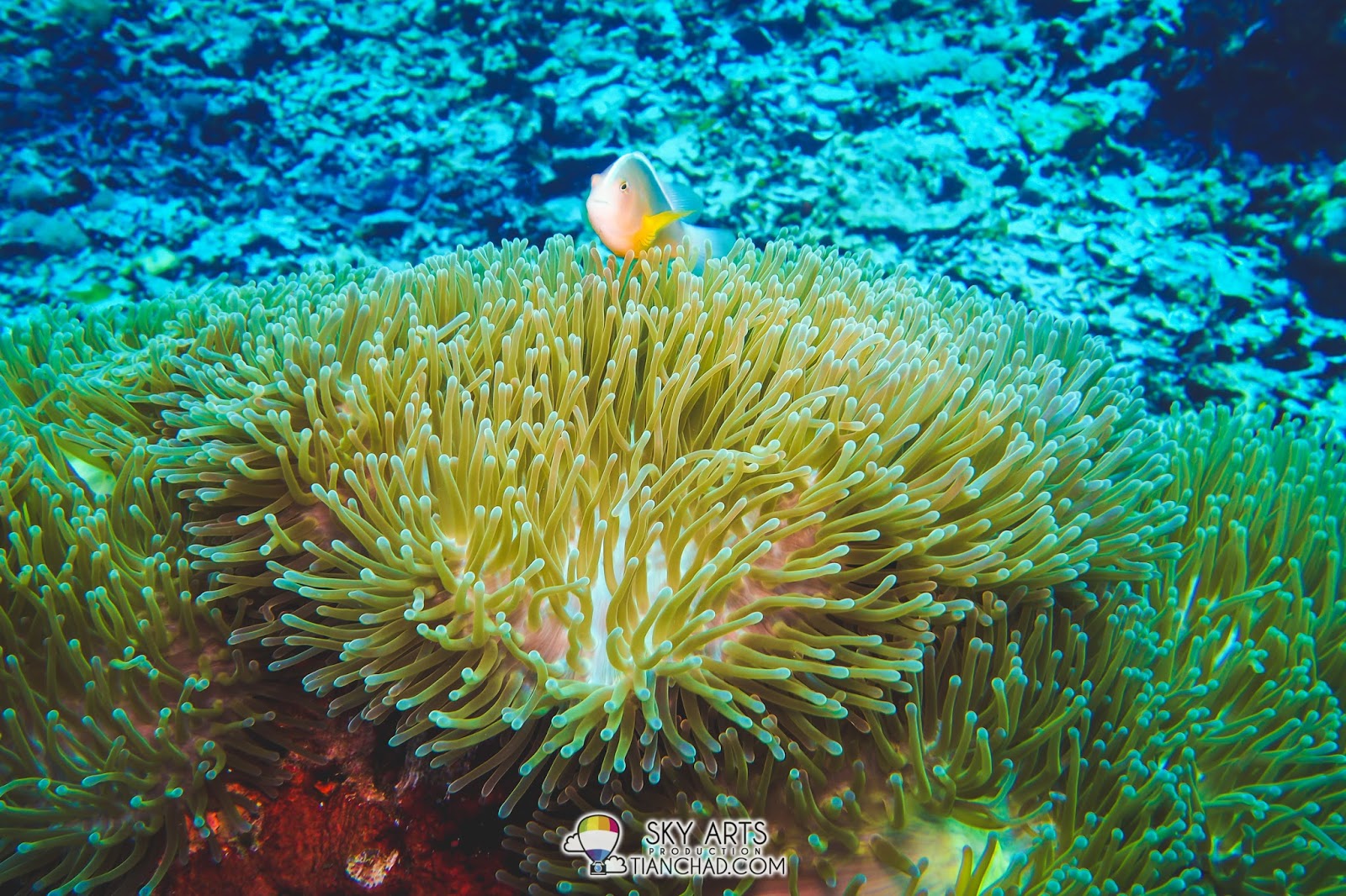 The GoPro4 That Will Be Forever Under The Sea of Padang, Indonesia