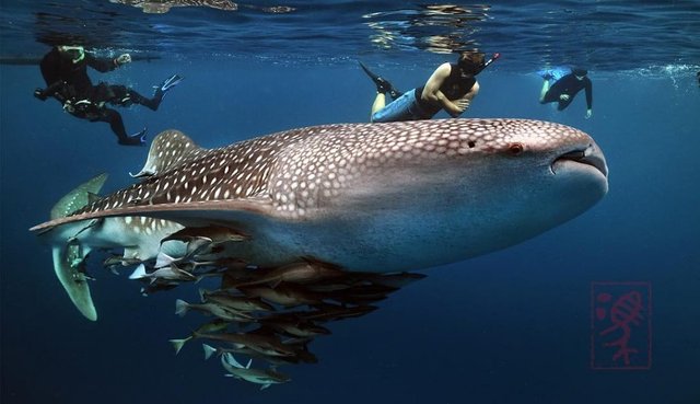 Wowww, Not Just Nemo, You Can Meet These Exotic Animals In The Sea Of