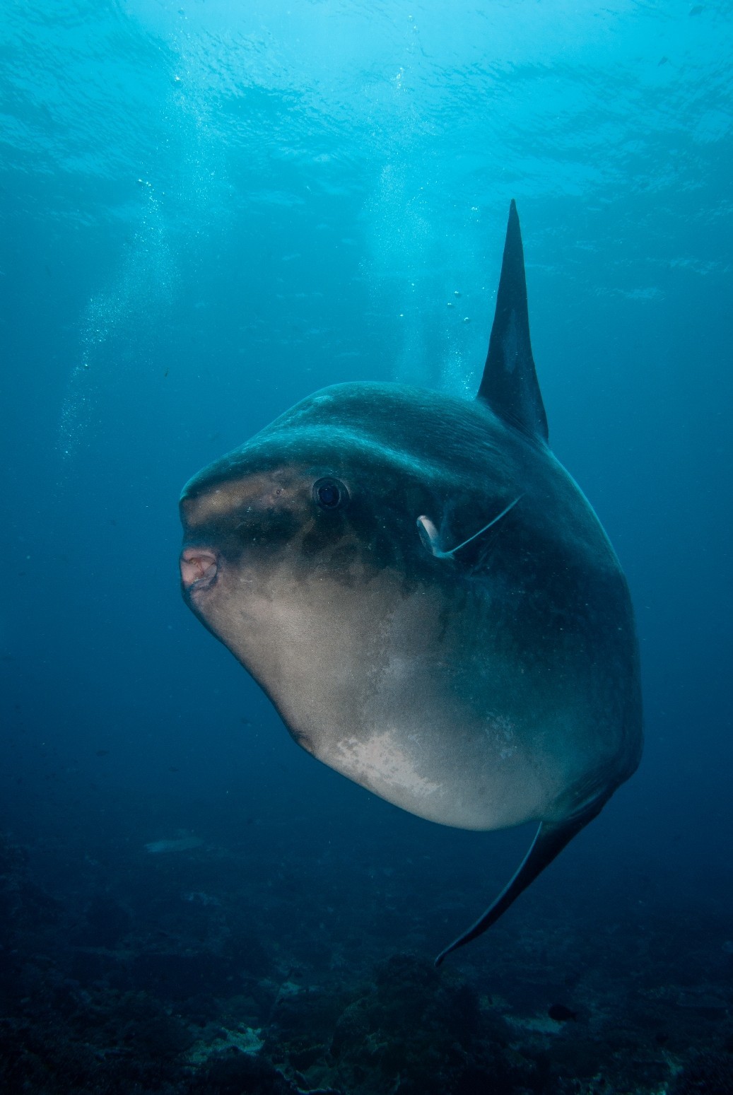 Discover Scuba Diving in Nusa Lembongan with Bali Hai Diving Adventures