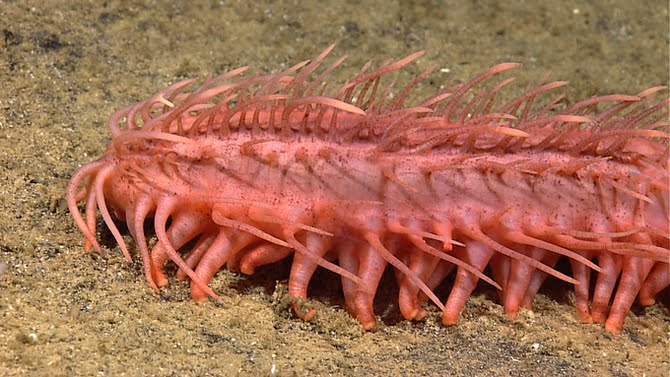 Scientists discover amazing creatures in Indonesian sea ~ Weird and