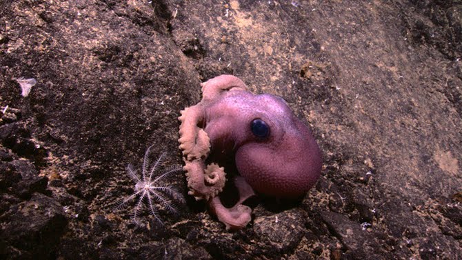 Scientists discover amazing creatures in Indonesian sea ~ Weird and
