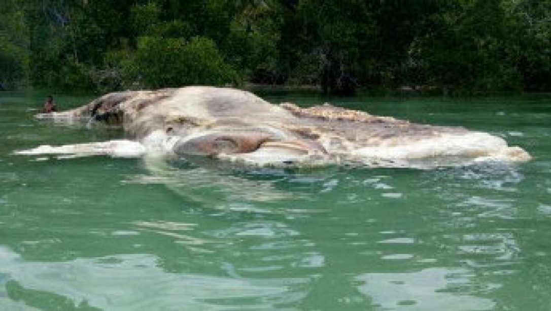 Scientists identify 50-foot mystery sea beast washed up on Indonesian