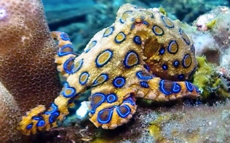 4 Hidupan Laut Boleh Membunuh Tanpa Rasa Sakit - orangmuo.my