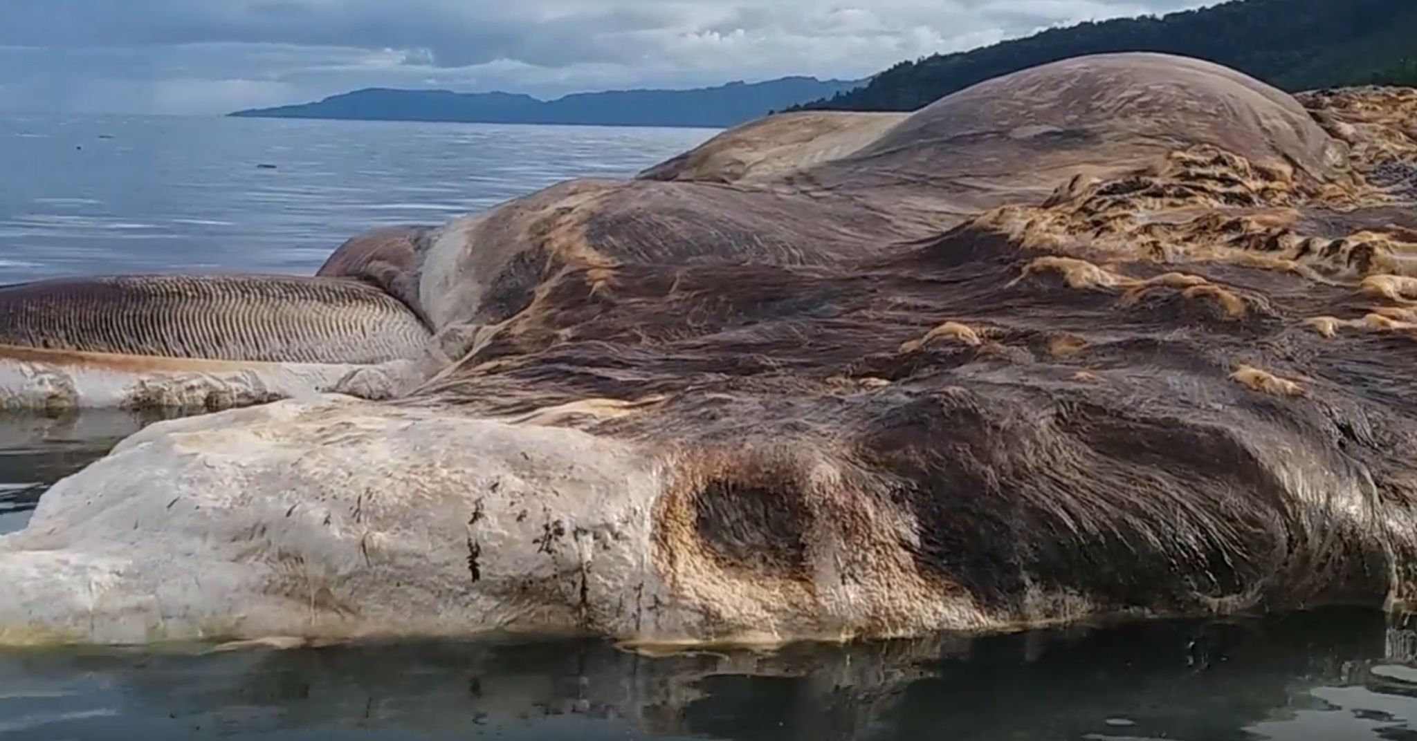 Scientists identify 50-foot creature that washed up on an Indonesian