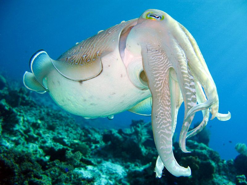 Enjoy Free Diving in Indonesia and its wonderful spots