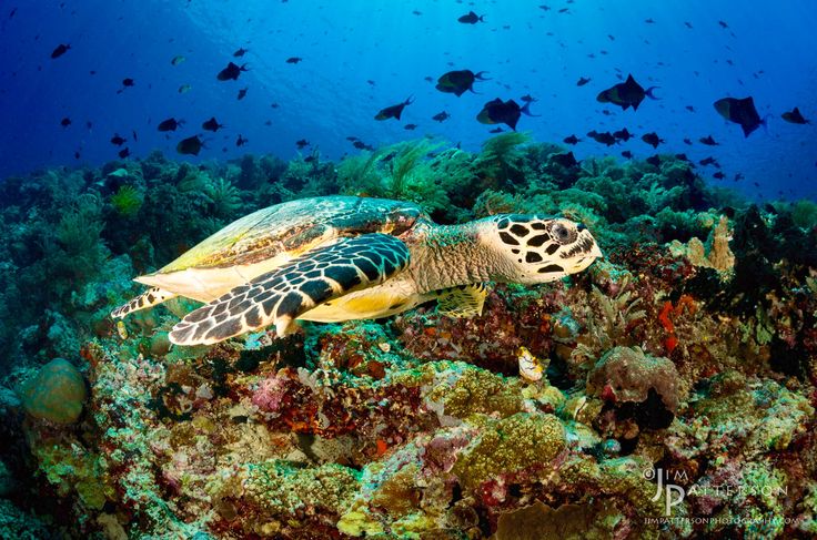 Pin oleh Queenyo di Indonesian Animals | Indonesia