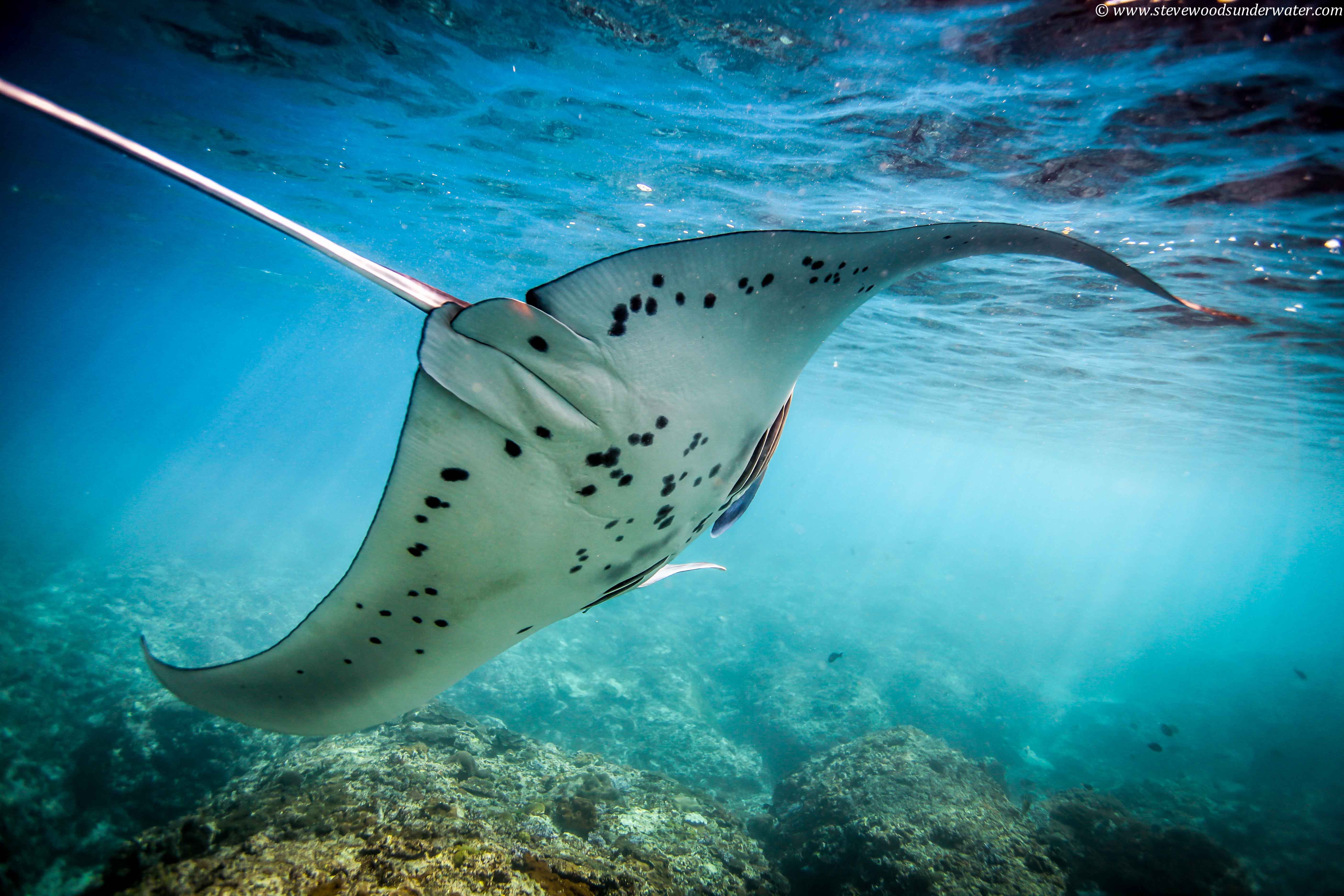 Sea Sanctuaries Trust - Marine conservation in Raja Ampat, West Papua
