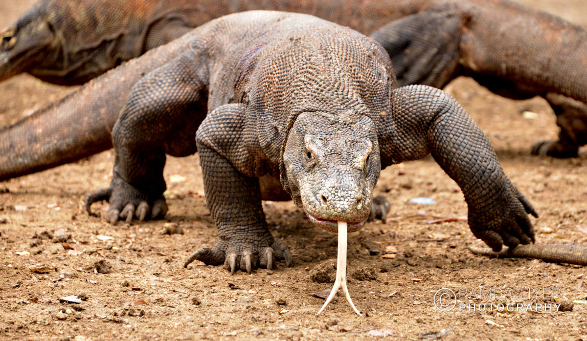 Indonesia Wildlife – Ramdas Iyer Photography