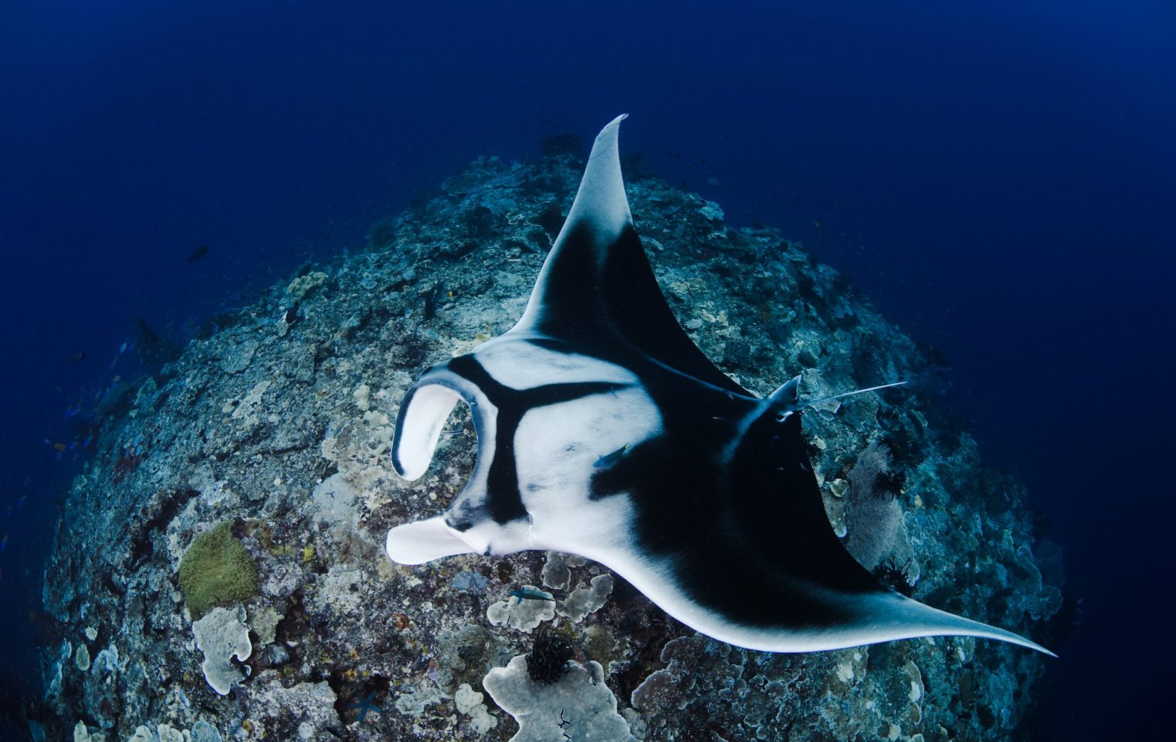 Surprising Marine Animals Found in Indonesia