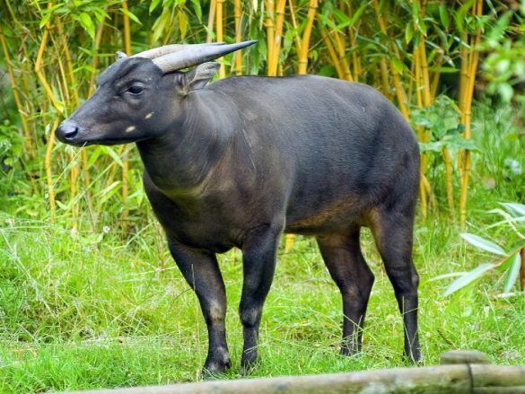 9 Most Endangered Animals in Indonesia - FactsofIndonesia.com