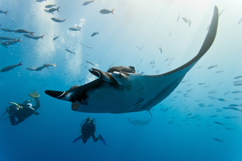 Surprising Marine Animals Found in Indonesia