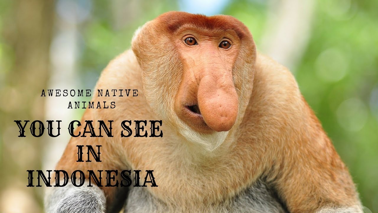 Native Indonesia Animals : Top 10 Unique Wild Animals In Indonesia Ics