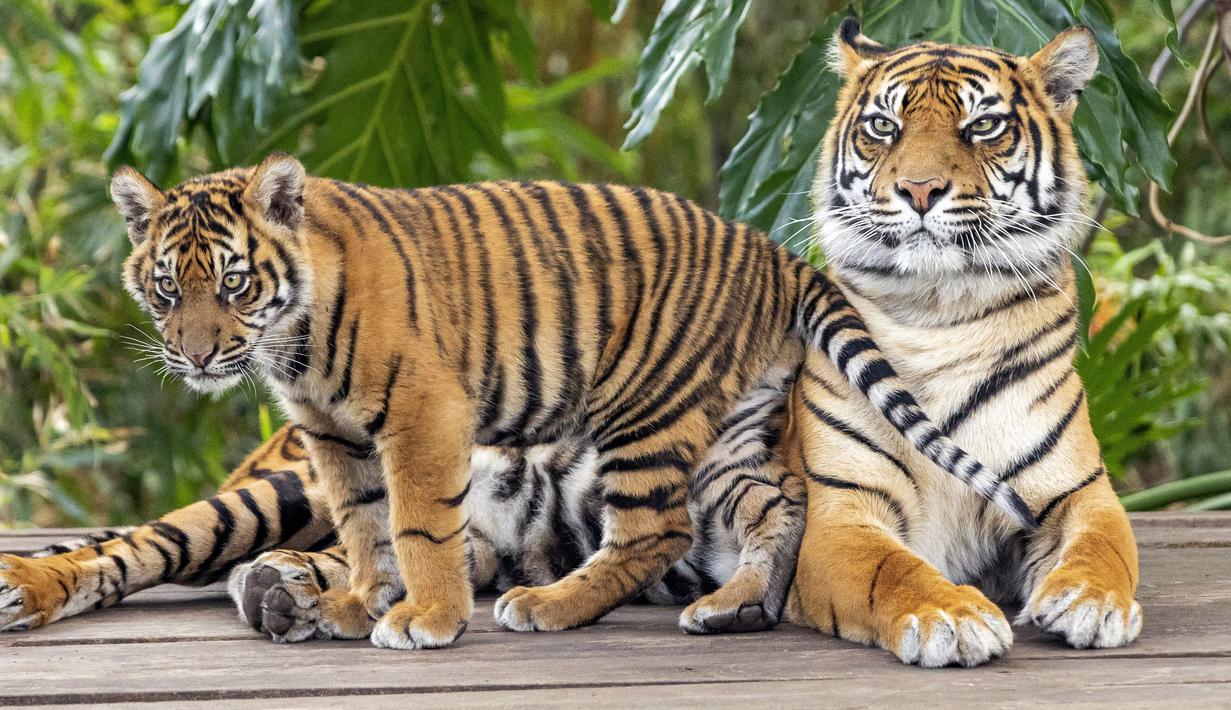 11 Endangered Animals Only Exist in Indonesia | Authentic Indonesia Blog