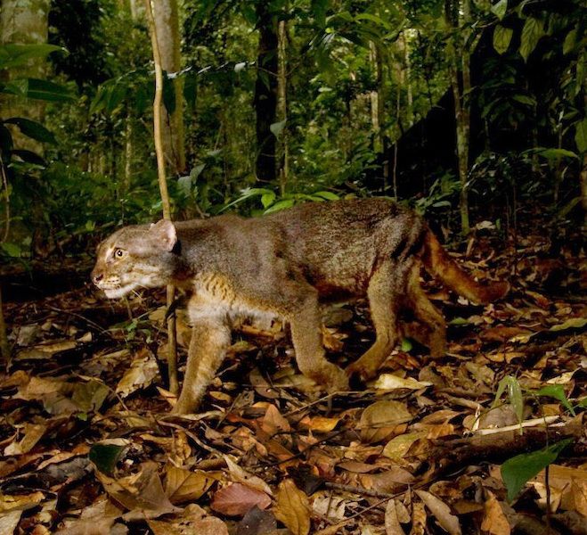 10 Exotic and Endangered Animals You Can Only Find in Indonesia