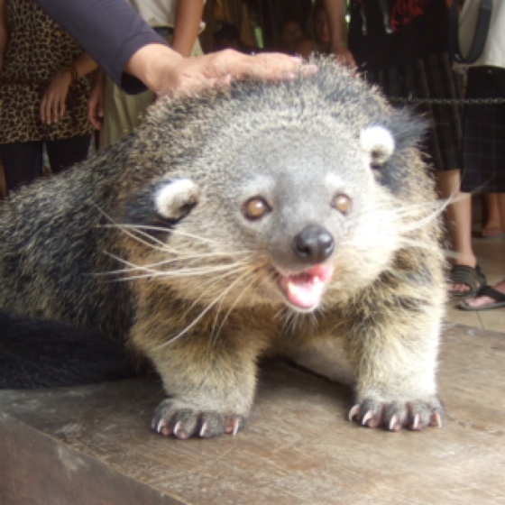 Indonesian Traveler: Indonesian Bear-cat | Land Animals of Indonesia