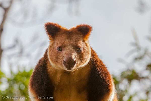 Endangered Indonesia Animals - Trade in endangered reptiles is rampant