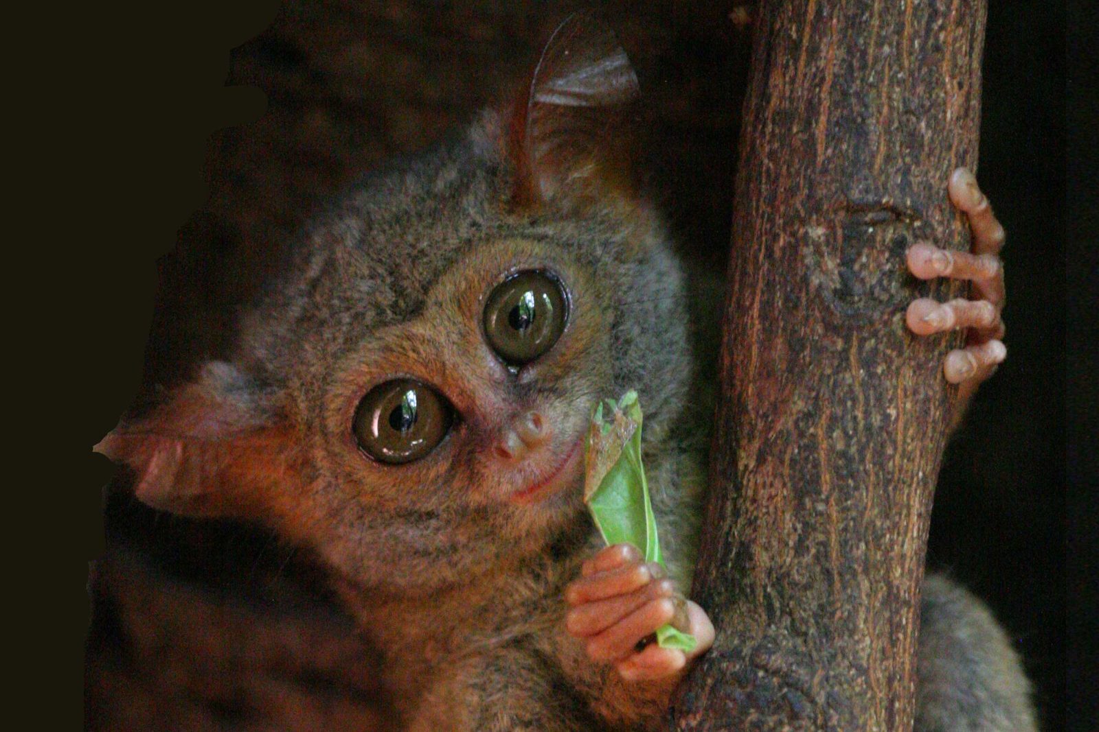 Indonesia Animals - 9 Reasons to Start Your Round-the-World Trip in