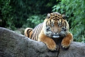 Top 40 Endangered Animals in Indonesia - FactsofIndonesia.com