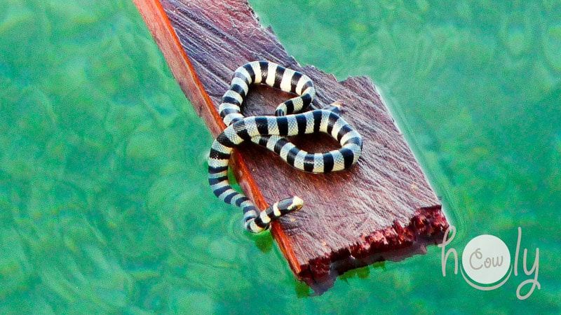 Animals Found In Indonesia / Fantastic animals of Indonesia and where