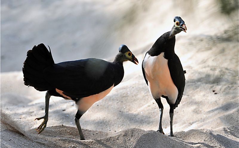 10 Animals Found In Indonesia - WorldAtlas