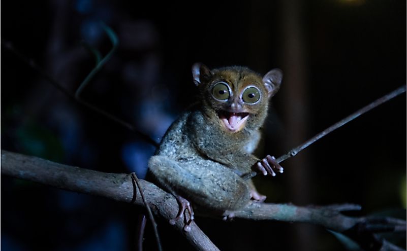 10 Animals Found In Indonesia - WorldAtlas