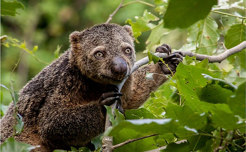 10 Animals Found In Indonesia - WorldAtlas