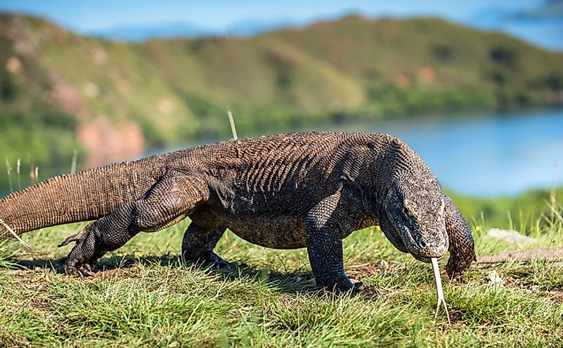 Komodo Dragon