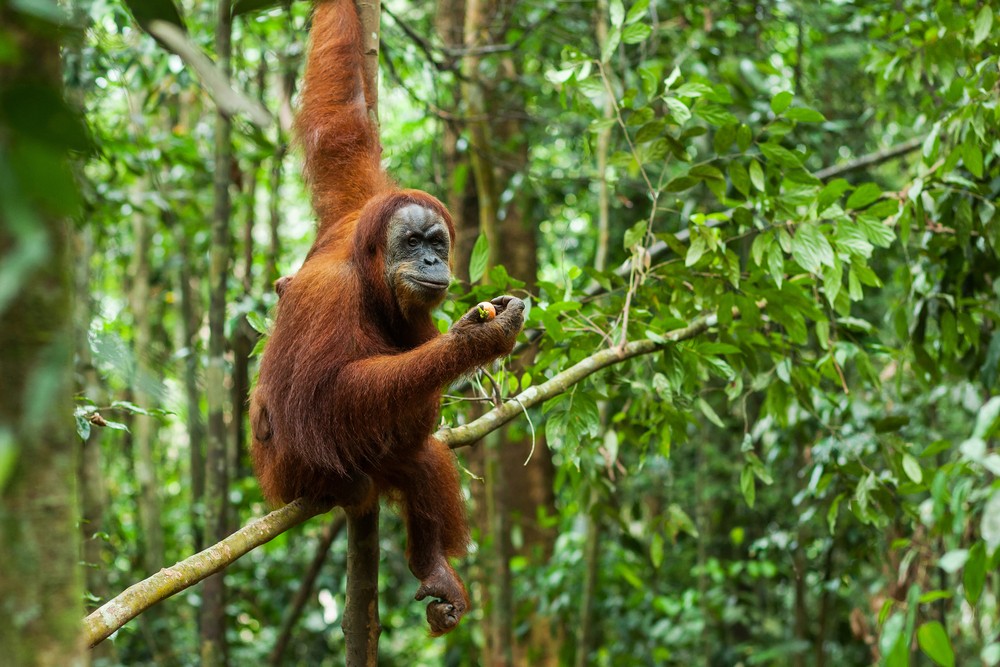 Native Indonesia Animals : Top 10 Unique Wild Animals In Indonesia Ics