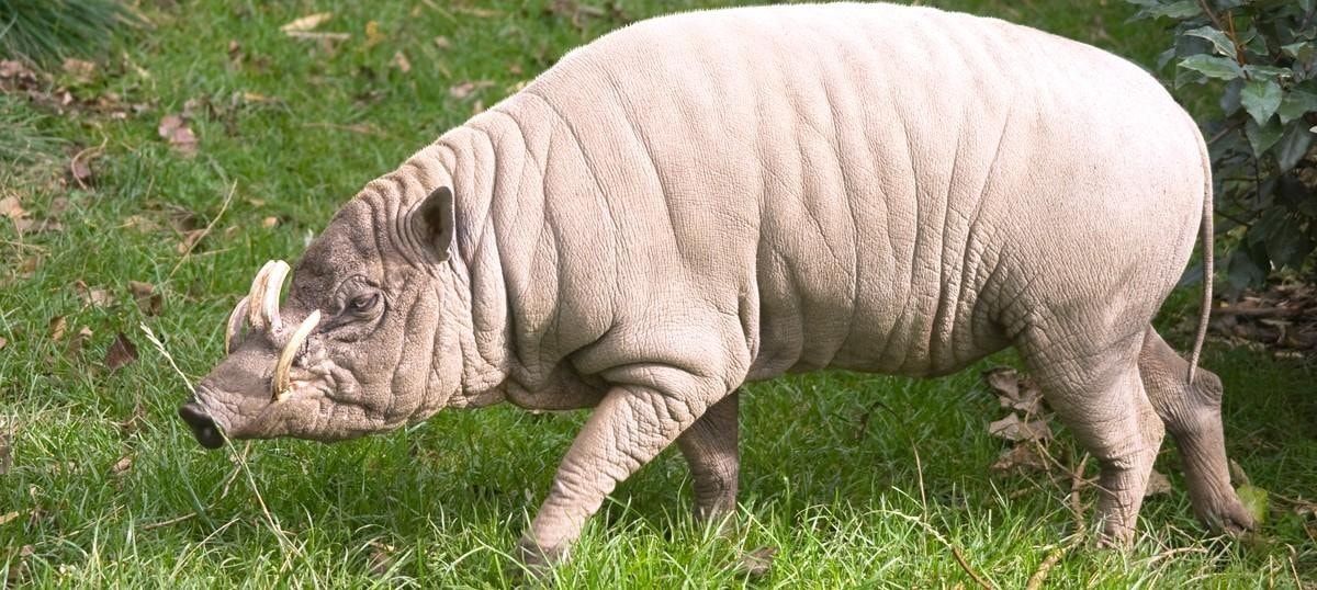 Indonesia Animals Names / Indonesia - Plant and animal life