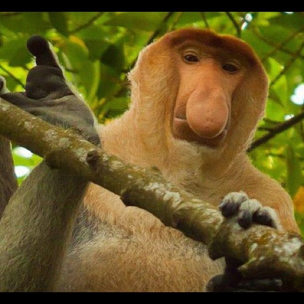 Indonesia Animals Names - FLASHCARD INDONESIA - Animals can be