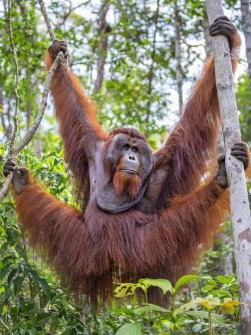 Indonesia Animals List / The 10 Most Rare Animals You Can Only Find In