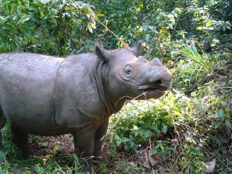 10 Endangered Indonesian Domestic Animals Species - Whats Indonesia