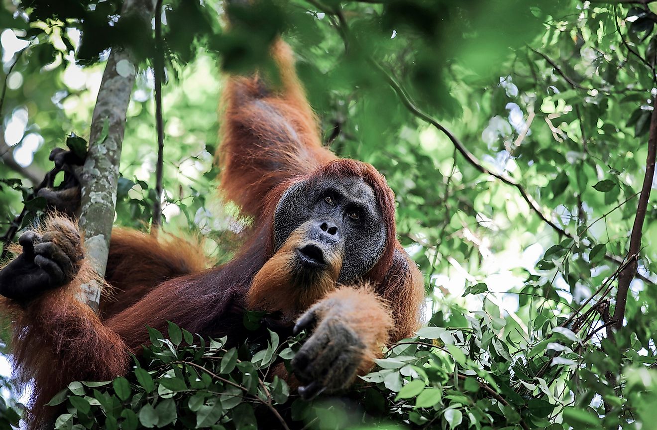 10 Most Iconic Animals Of Indonesia - WorldAtlas