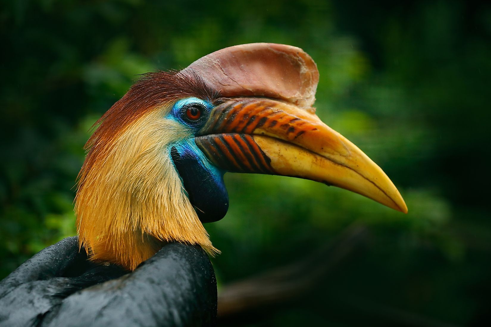 10 Most Iconic Animals Of Indonesia - WorldAtlas