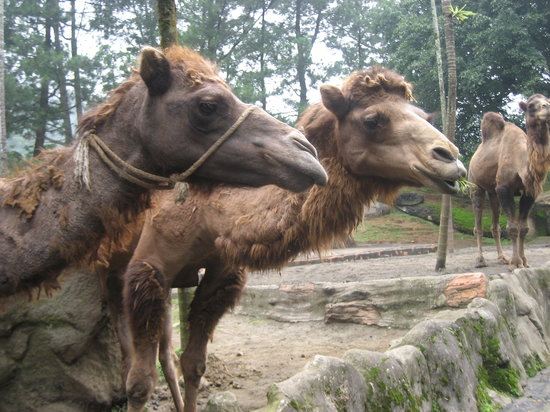 Indonesia Animals Names / Indonesia - Plant and animal life