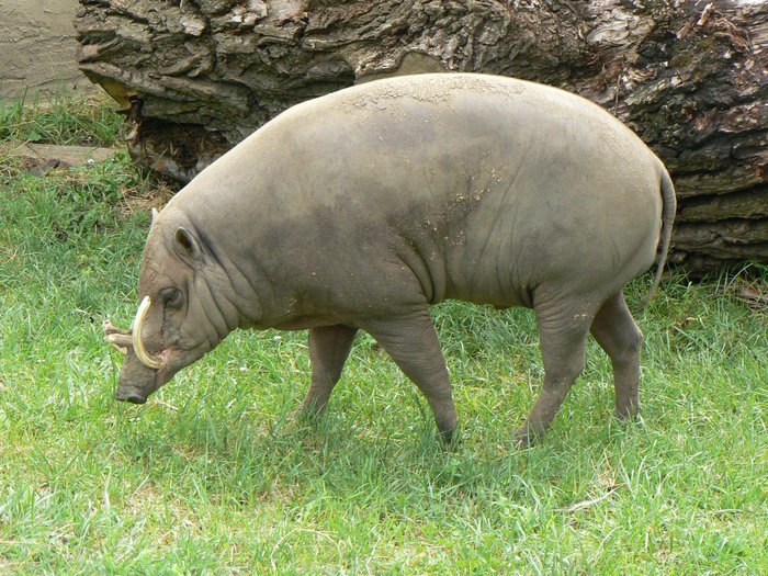 Indonesian Native Animals