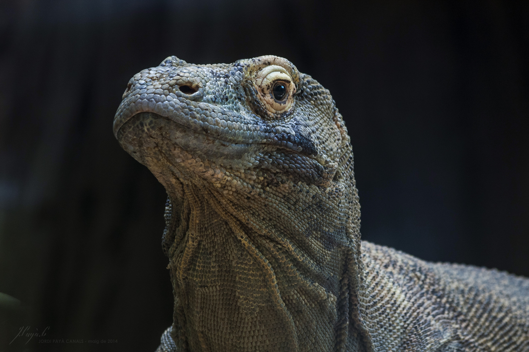 Native Indonesia Animals / Rare Wildlife You Can Only Find In Indonesia