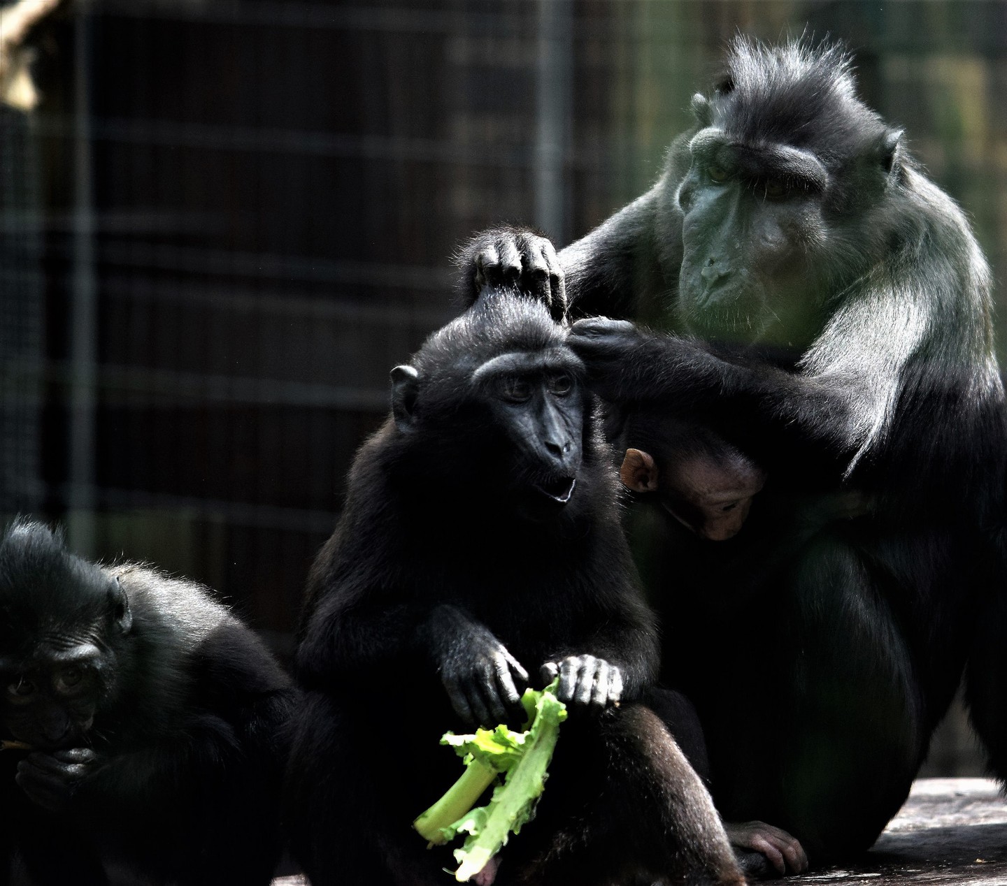 11 Awesome Native Animals You Can See in Indonesia