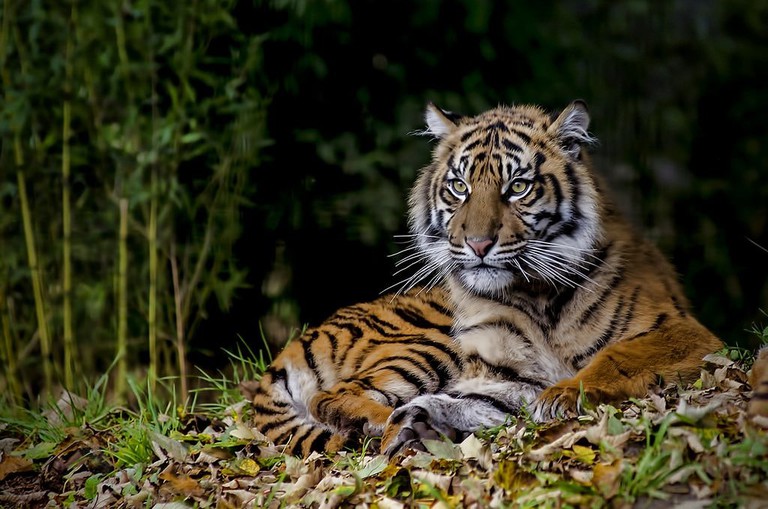 11 Awesome Native Animals You Can See in Indonesia