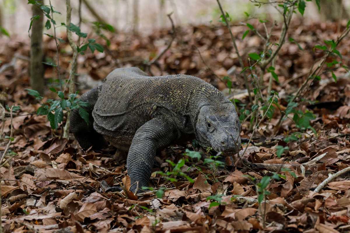 8 Unique Animals Native to the Wildlife in Indonesia | Holidify